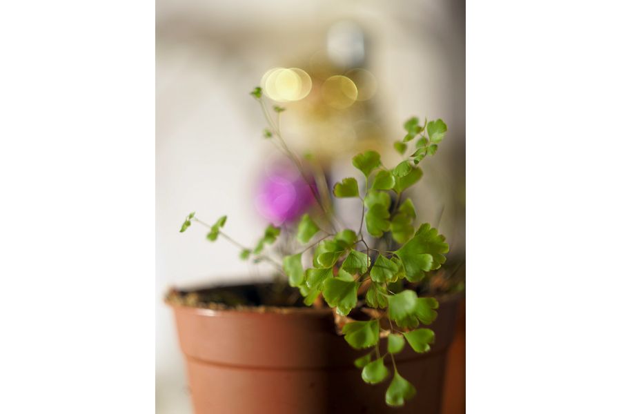 Jena Biotar 2/58 (Germany,1955)