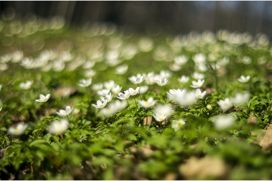 Редкость Мир-64К МС 20mm f/2.8 (СССР, 1989)