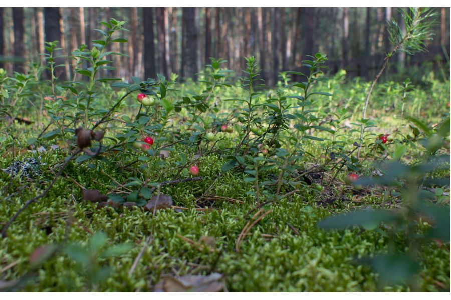 Редкость Мир-64К МС 20mm f/2.8 (СССР, 1989)