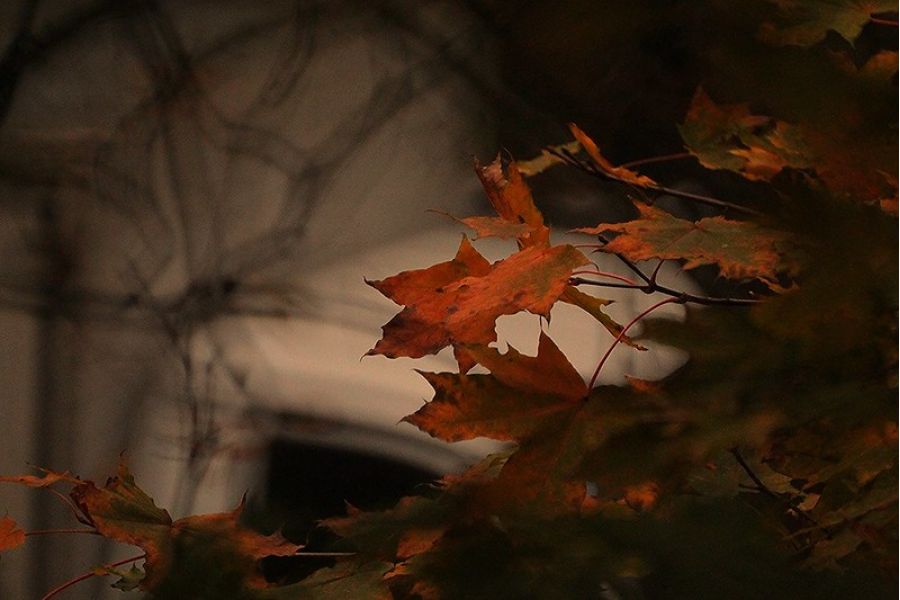 Samyang MC 500mm f/8.0 Mirror Lens Canon EF