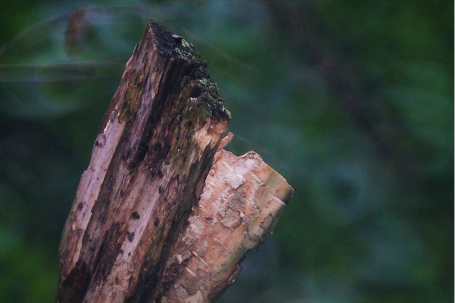 Samyang MC 500mm f/8.0 Mirror Lens Canon EF