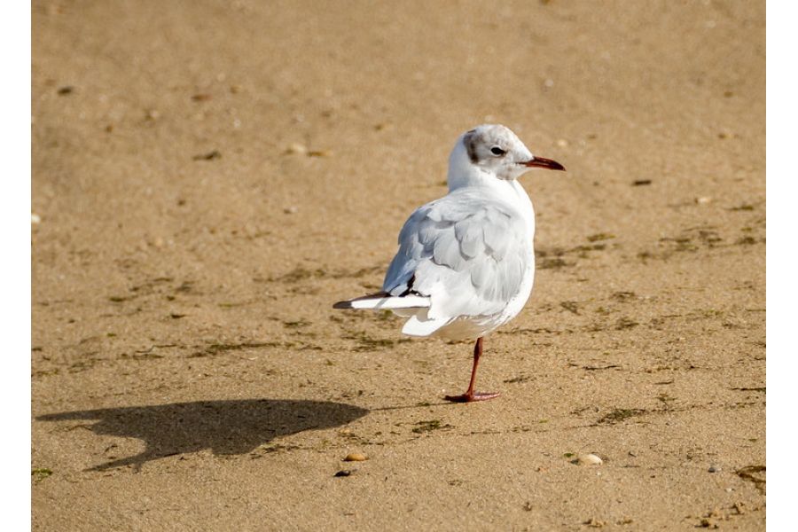 Samyang MC 500mm f/8.0 Mirror Lens Canon EF