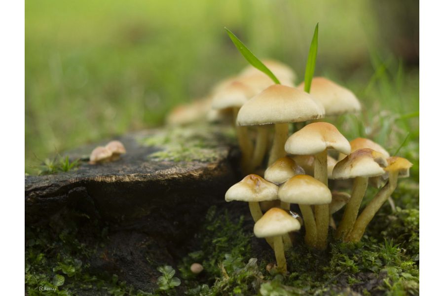 Tokina RMC 35-70mm f/3,5 FD (Japan, 1980)