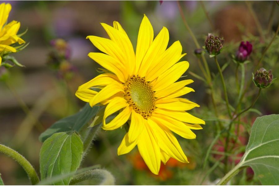 Tamron SP 70-210mm f/3.5 CF Macro BBAR MC