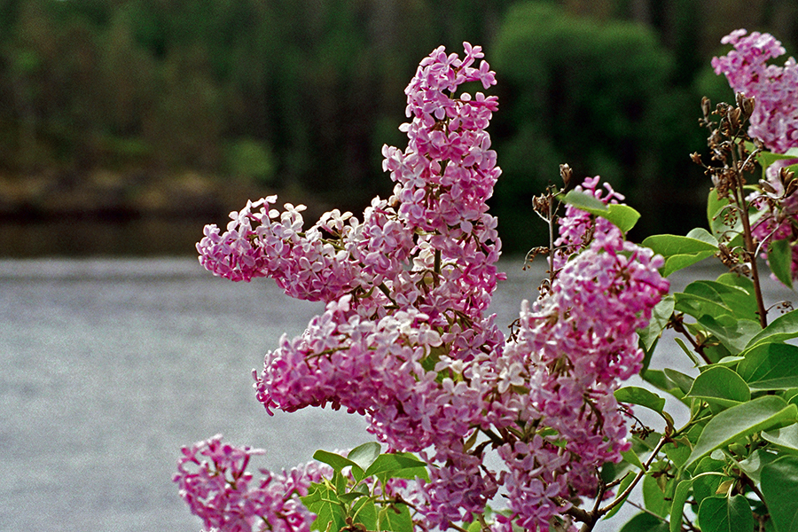 Pentax-FA SMC 80-200mm f/4.7-5.6 
