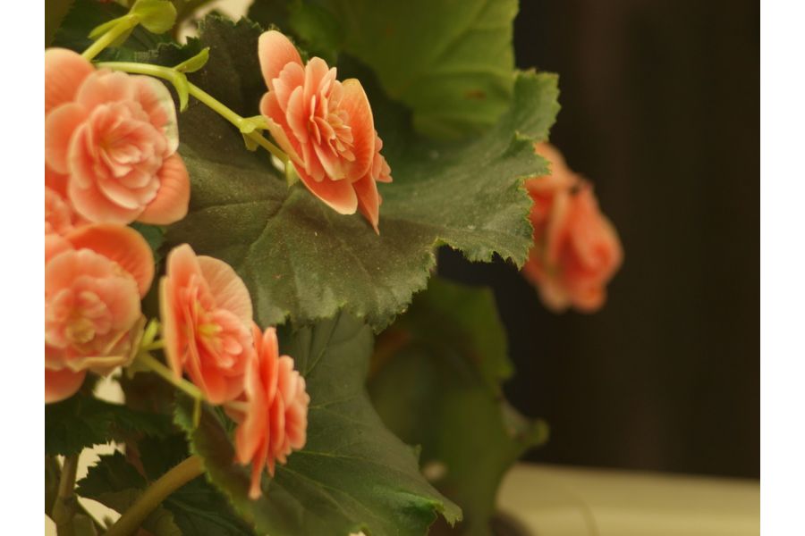 Soligor 135mm f/3.5 Tele-Auto