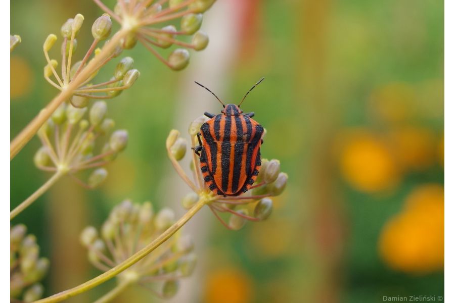 Soligor 2,8/28mm Lens in Japan