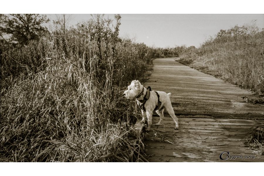 Soligor 2,8/28mm Lens in Japan