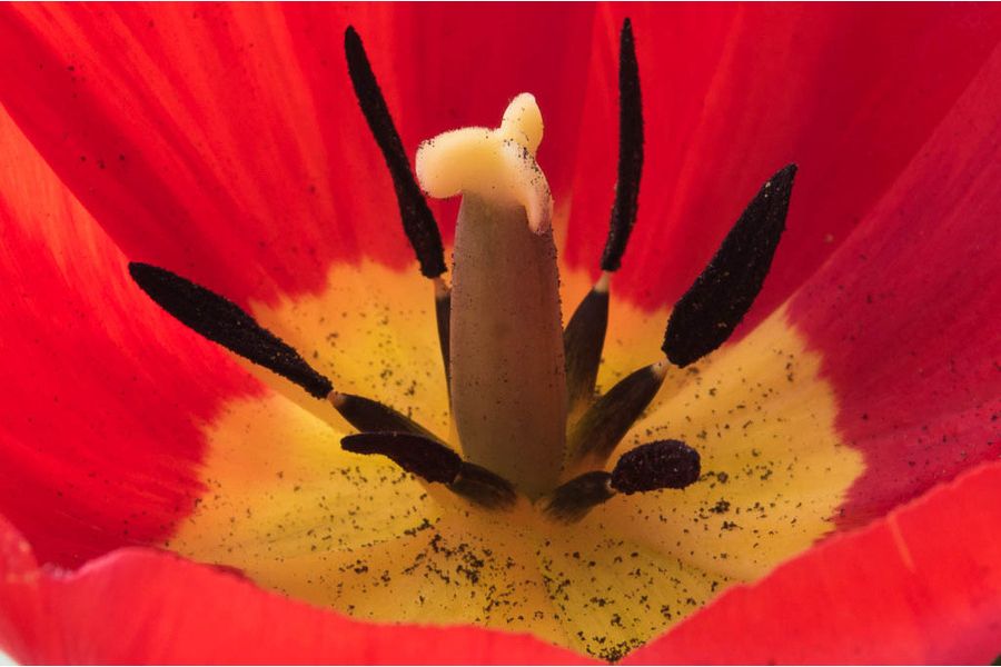 Tamron SP AF 70-200mm f/2.8 Di LD (IF) Macro (A001) Canon EF