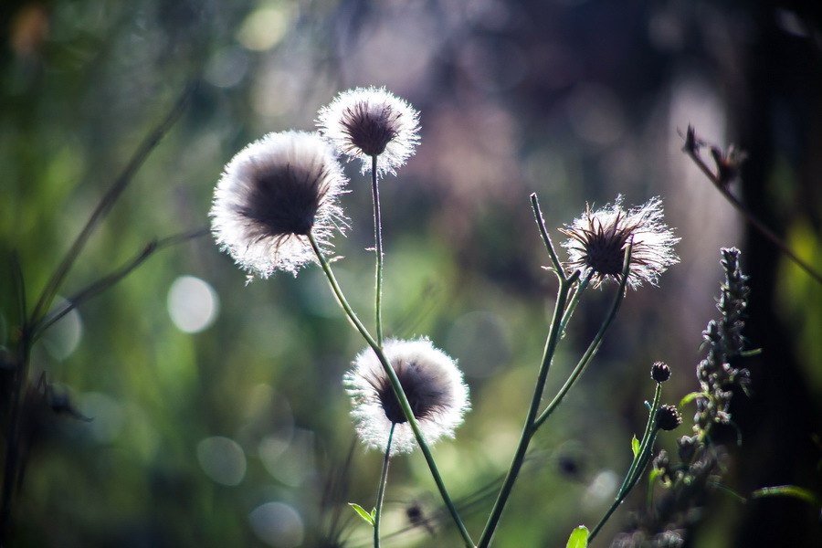 Tokina SZ-X 28-200mm f/3.5-5.3