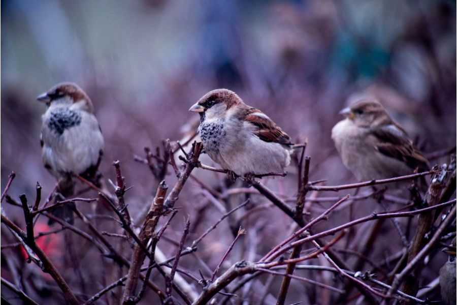 Tokina SZ-X 28-200mm f/3.5-5.3