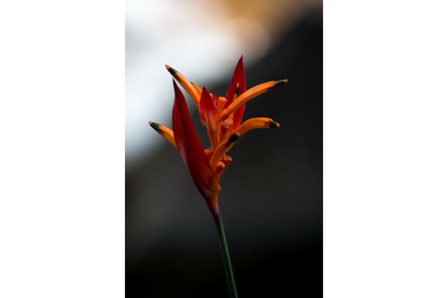 Tokina SZ-X 28-200mm f/3.5-5.3