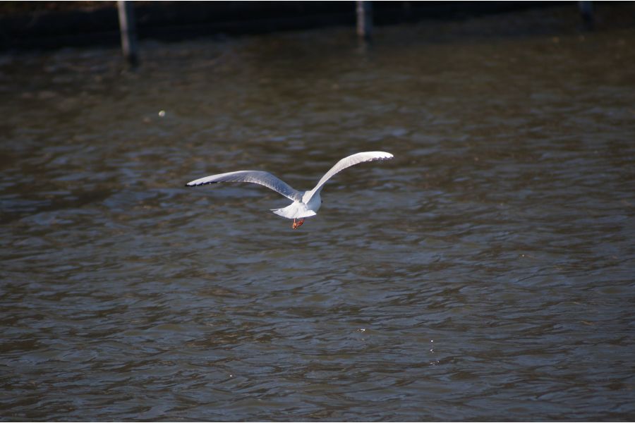 Tamron 75-250mm f/3.8-4.5 Nikon F