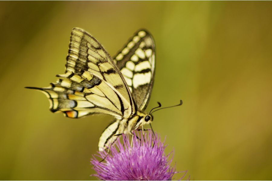 Tamron 75-250mm f/3.8-4.5 Nikon F