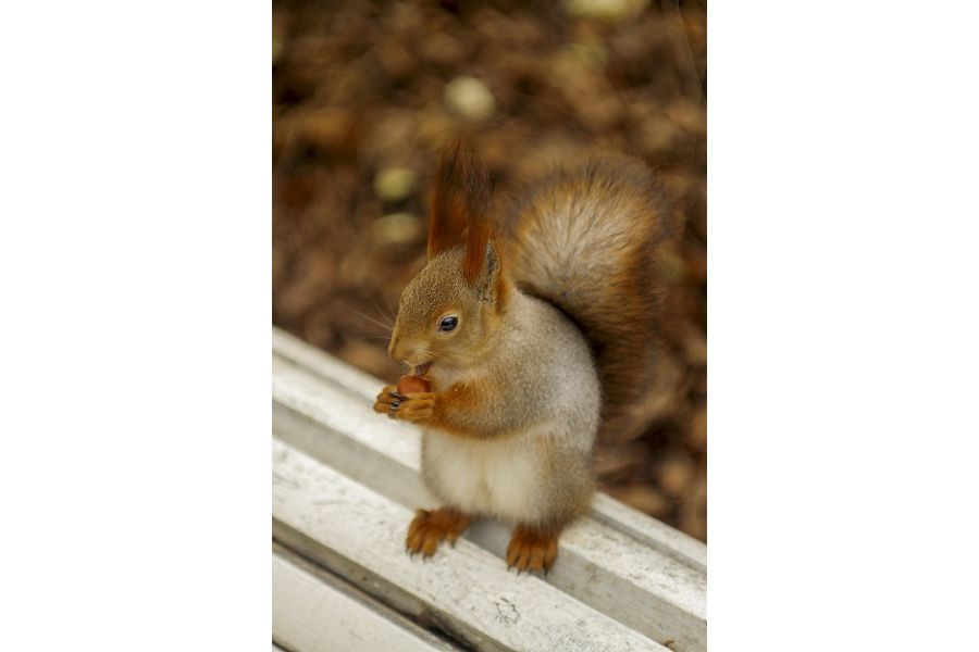 Biometar 2.8/80 Carl Zeiss Jena Зебра (Germany, 1960)