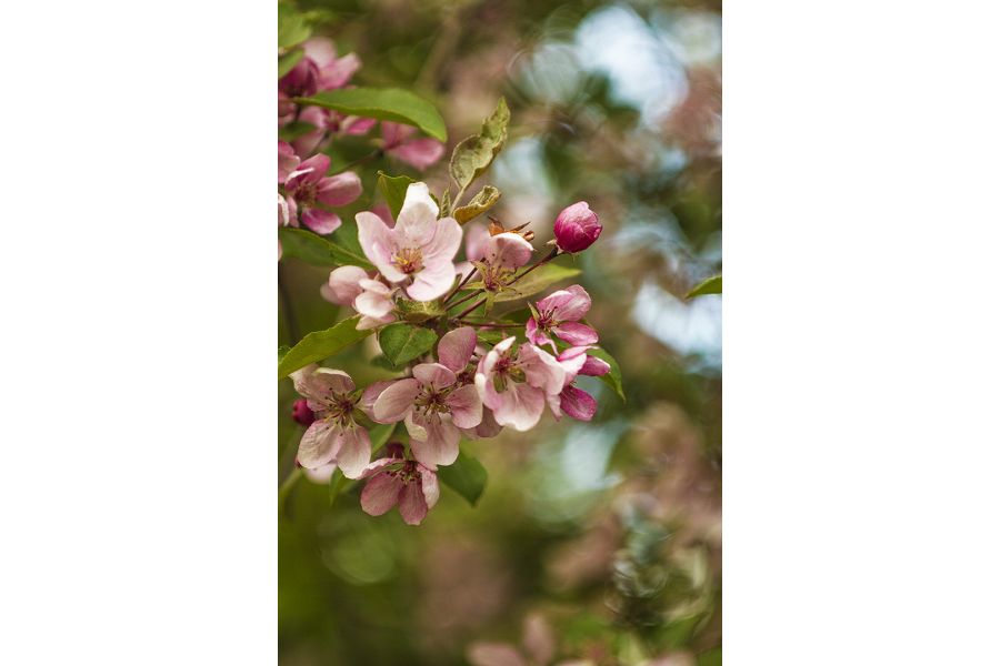 Biometar 2.8/80 Carl Zeiss Jena Зебра (Germany, 1960)