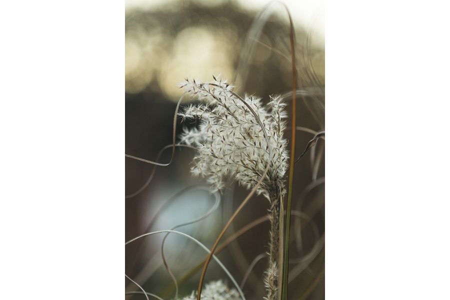 Biometar 2.8/80 Carl Zeiss Jena Зебра (Germany, 1960)