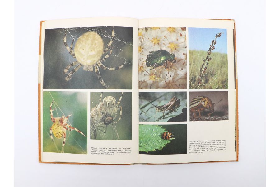 Путешествие в удивительный мир Ю. Аракчеев