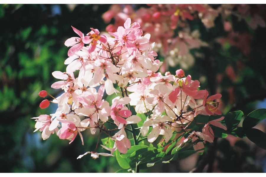 Exakta MC Macro 70-210mm 1:4.5-5.6 for Sony Nex