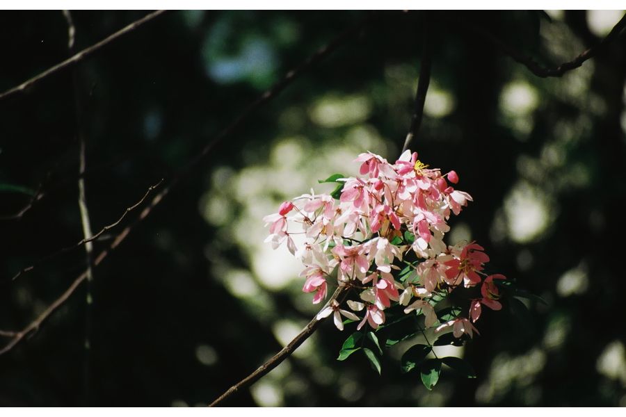 Exakta MC Macro 70-210mm 1:4.5-5.6 for Sony Nex