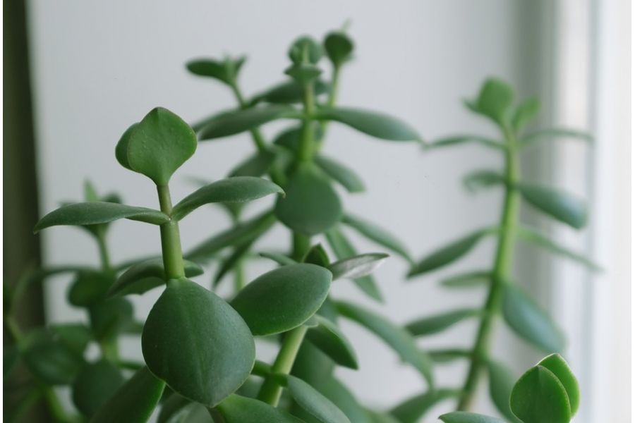 Sigma AF 18-50mm f/2.8-4.5 DC OS HSM Nikon F