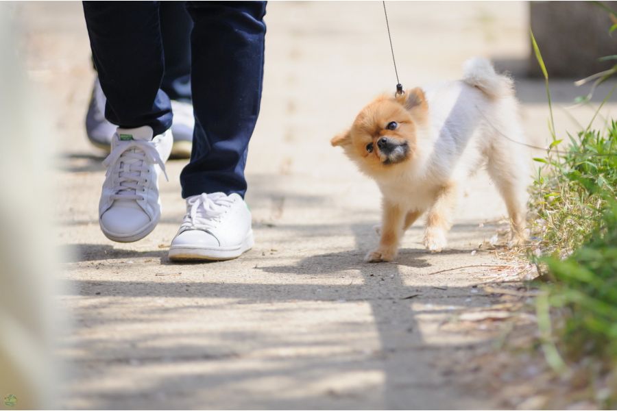 Nikon Zoom-Nikkor 80-200mm f/4.5 (Japan, 1981)