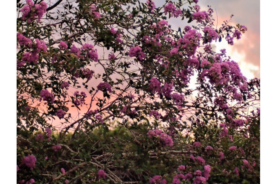 Tamron SP 300mm f/5.6 Adaptall-2 model 54B