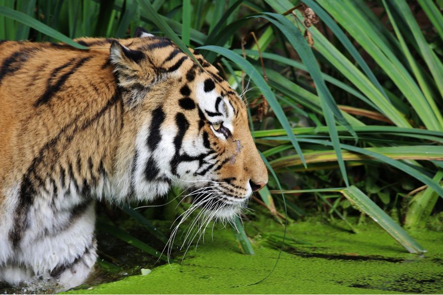 Tamron SP 300mm f/5.6 Adaptall-2 model 54B