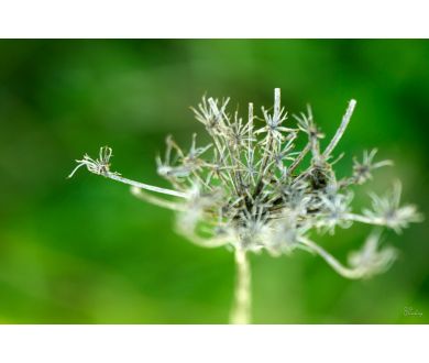 Макро Индустар-96У-1 (И-96У-1) 3.5/50мм М39