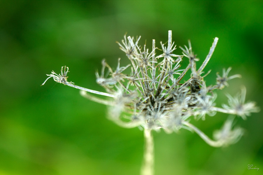 Макро Индустар-96У-1 (И-96У-1) 3.5/50мм М39
