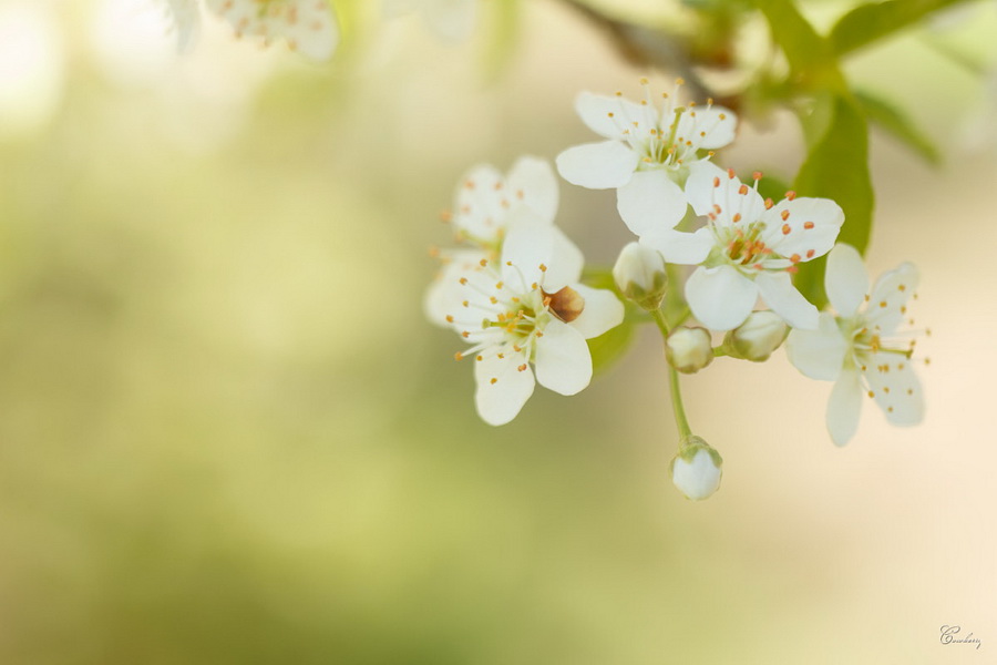 Макро Индустар-96У-1 (И-96У-1) 3.5/50мм М39