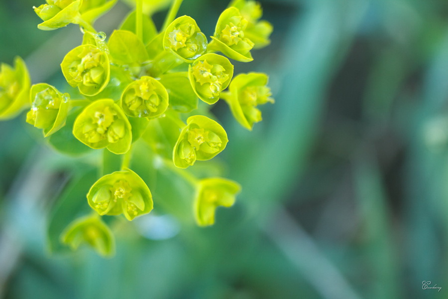 Макро Индустар-96У-1 (И-96У-1) 3.5/50мм М39