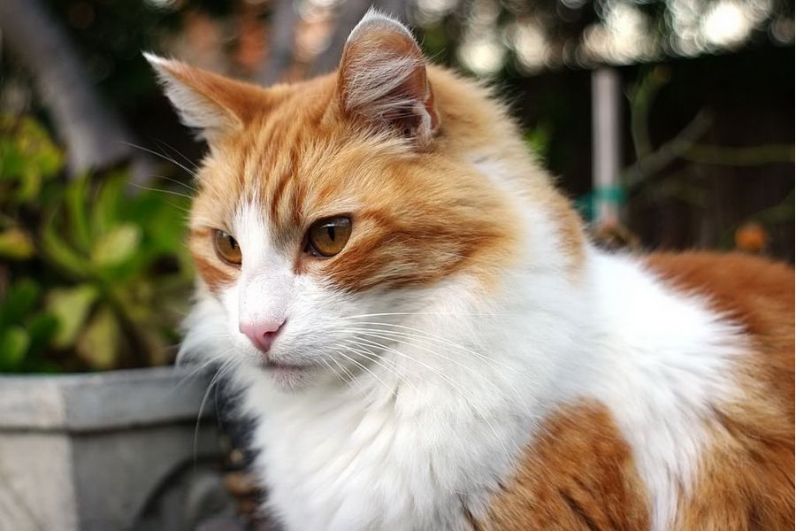 Tair 2.8/35 ( Japan 1984 г)