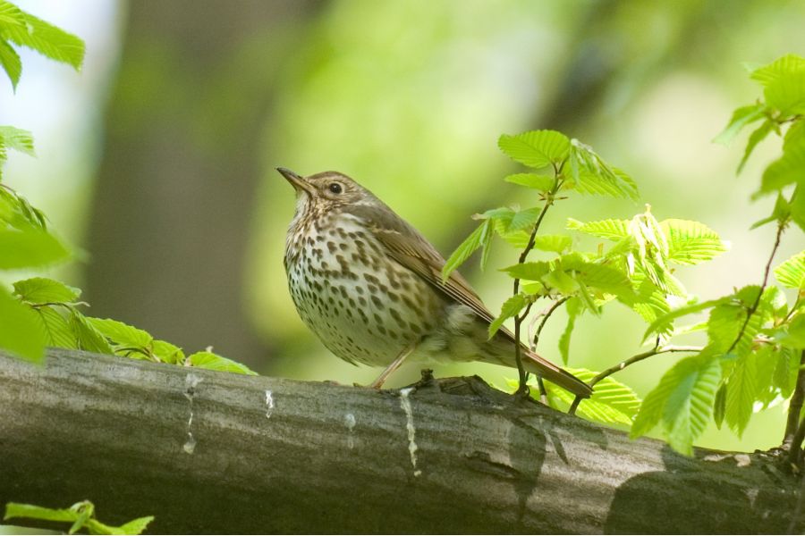 Таир-3С / Tair-3S 4,5/300 