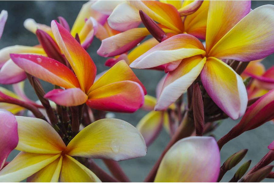 Tamron SP AF 17-50mm f/2.8 XR Di II LD VC Aspherical (IF) (A16) Canon EF-S в упаковке