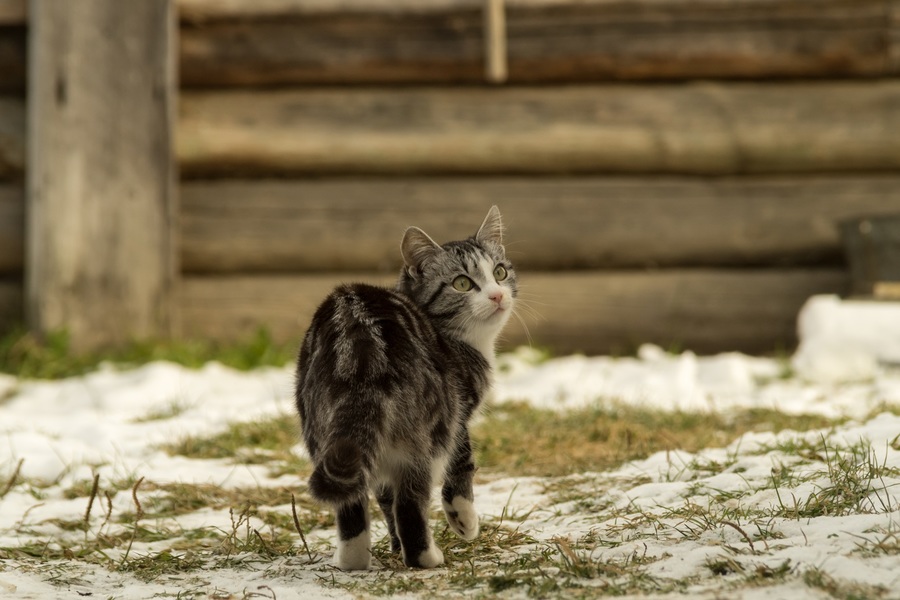 Sigma AF 28-200mm f/3.5-5.6 DG MACRO Nikon F в коробке