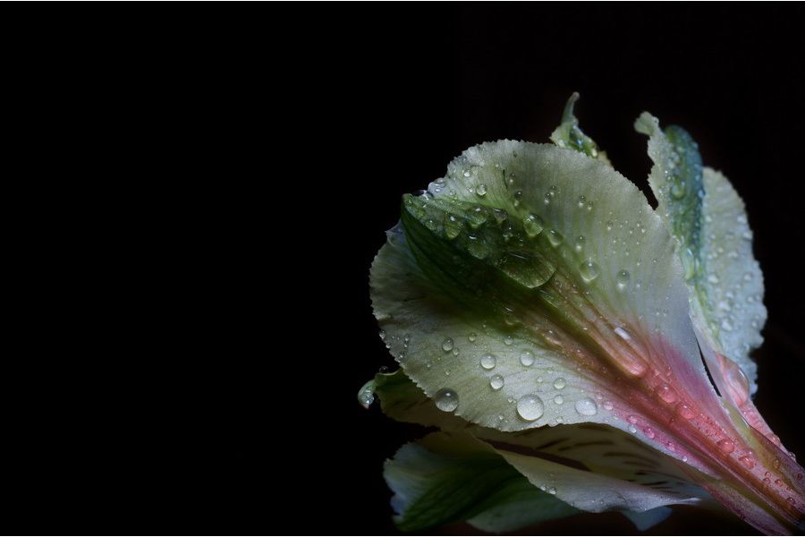 Sigma AF 70mm f/2.8 Macro EX DG Canon EF