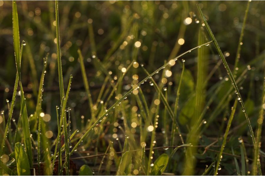 Sigma AF 70mm f/2.8 Macro EX DG Canon EF