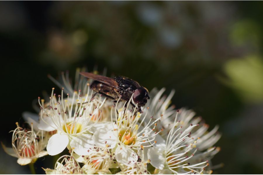 Sigma AF 70mm f/2.8 Macro EX DG Canon EF