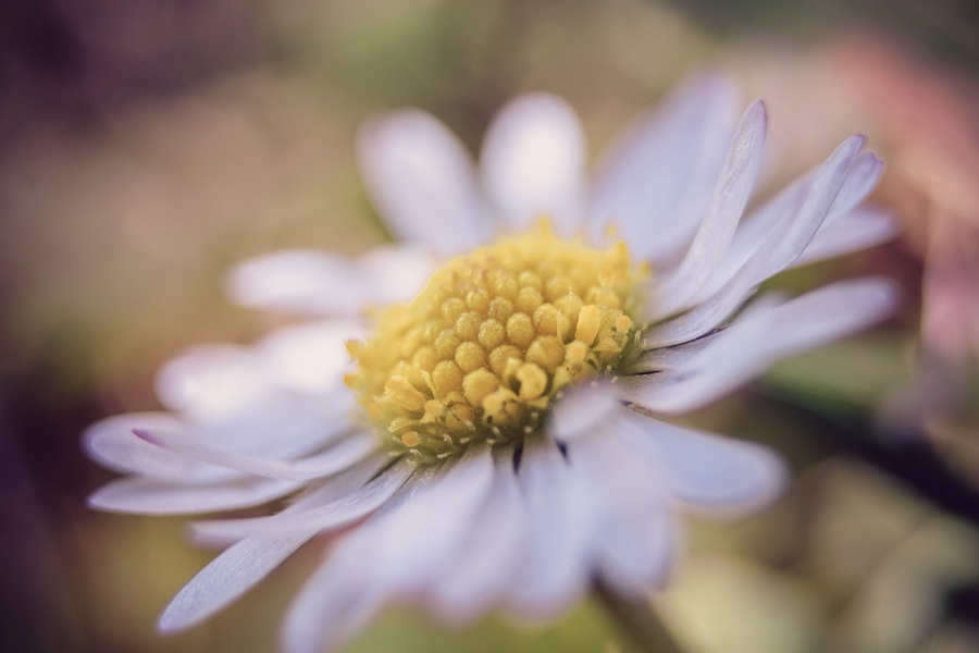 Pentacon 3.5/30 М42 (Germany, 1985)