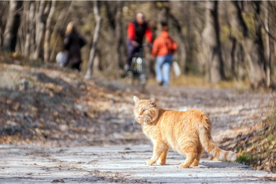 Триплет 2.8/78 (СССР, 1981г.)