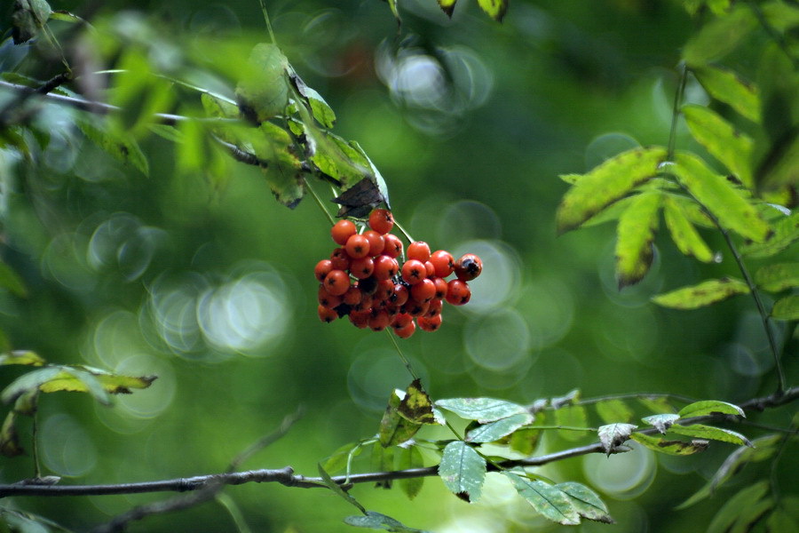 Триплет 2.8/78 (СССР, 1981г.)