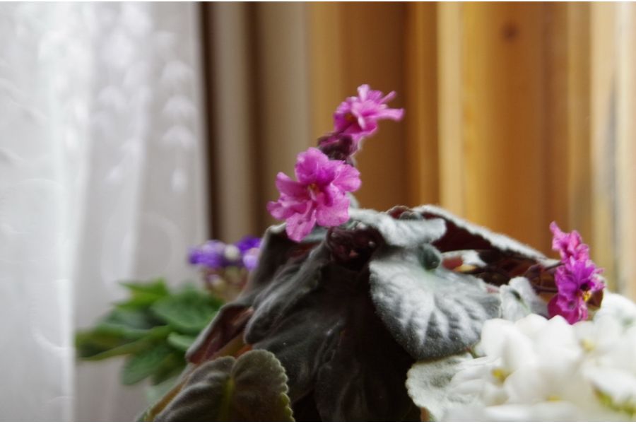 Sigma AF 28-300mm f/3.5-6.3 Aspherical IF Canon EF