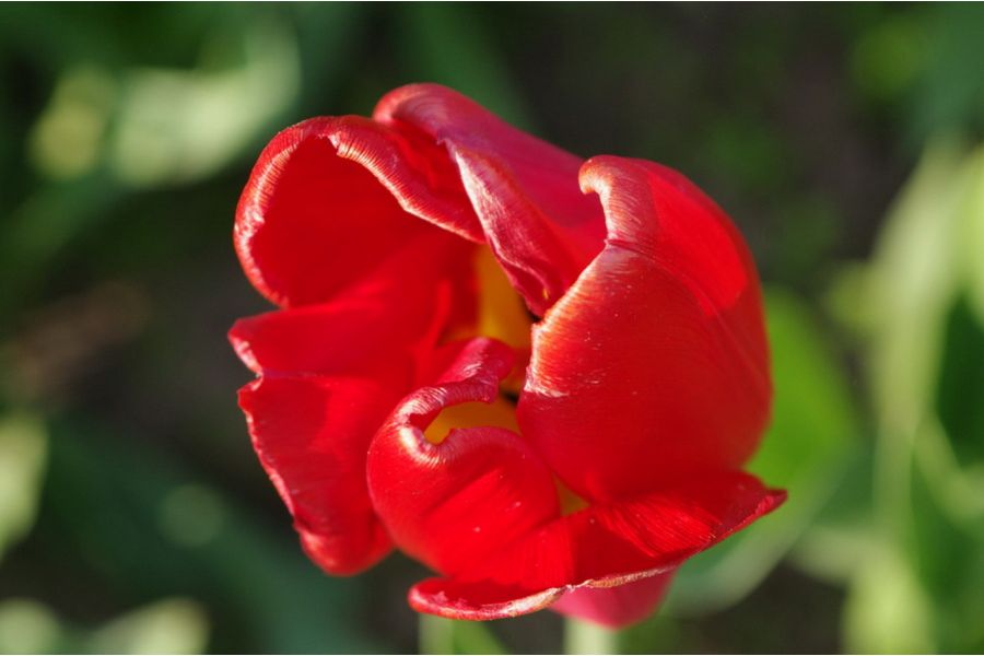 Sigma AF 24-70mm f/2.8 EX DG MACRO Nikon F (Japan)