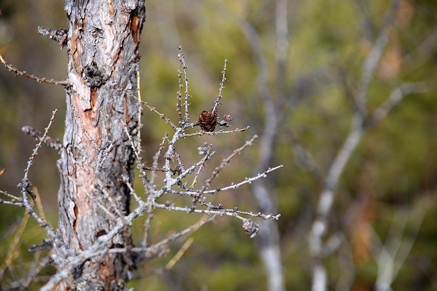 Sigma AF 24-135mm f/2.8-4.5 ASPHERICAL IF Canon EF