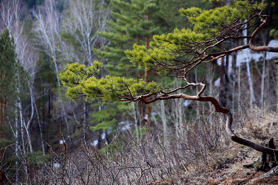 Sigma AF 24-135mm f/2.8-4.5 ASPHERICAL IF Canon EF