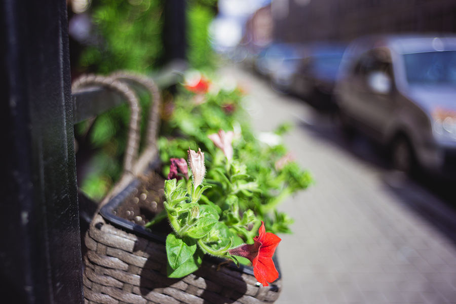 Canon FL 35mm f/2.5 (Japan, 1970)