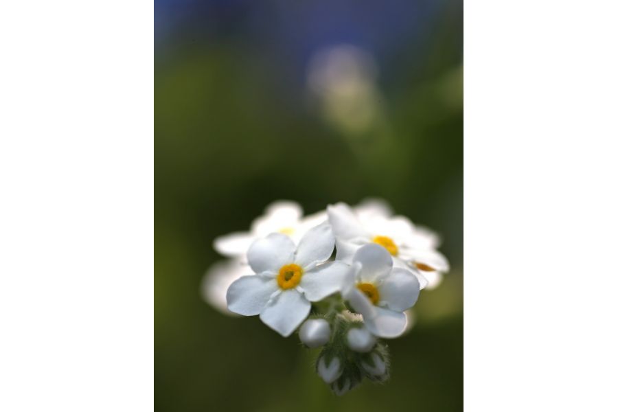 Kiron МС 30-80mm f/3.5-4.5 (Japan, 1983)