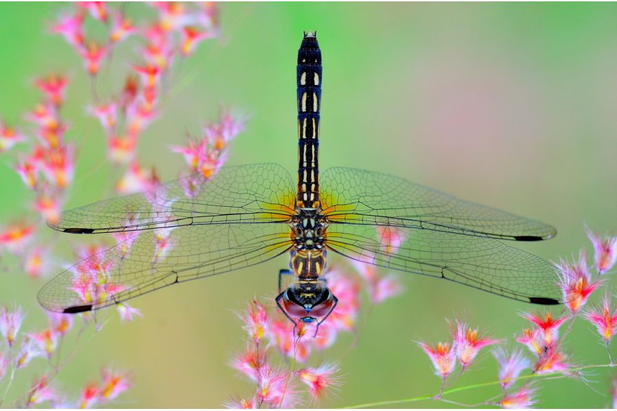 Kiron МС 30-80mm f/3.5-4.5 (Japan, 1983)