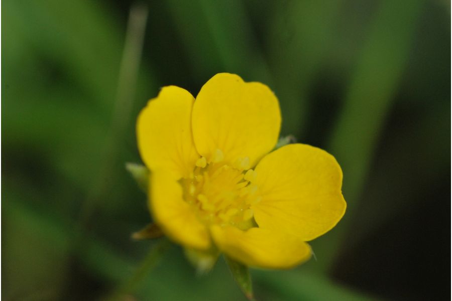 Kiron МС 30-80mm f/3.5-4.5 (Japan, 1983)